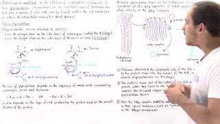 Glycosylation and Glycoproteins [upl. by Stephanie]