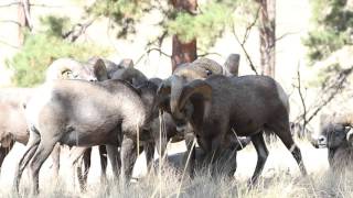 Bighorn rams fight and head butting [upl. by Nosidam105]