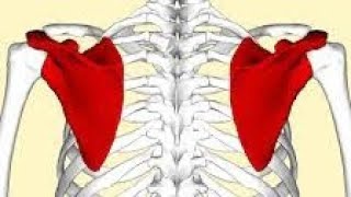 La scapula lomoplate [upl. by Enilreug]