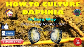 HOW TO CULTURE DAPHNIA In Easy Way [upl. by Ellerud819]