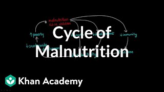 Cycle of Malnutrition [upl. by Aiak518]