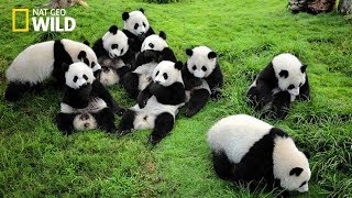 Life of Rare Panda – National Geographic And Wildlife Animal Documentary [upl. by Kunkle]