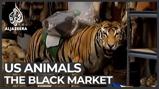 The black market animal business [upl. by Nnyla]