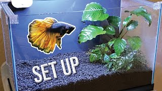 How I Set Up a Planted Betta Tank Detailed Version [upl. by Tager]