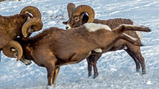 Bighorn Headbutting Battle in Canadas Rockies [upl. by Golden]