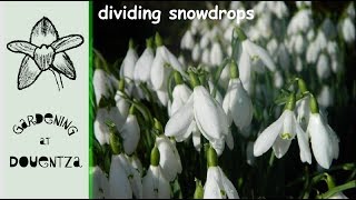 quotSnowdropquot How to paint flowers 🎨ACRYLIC tutorial for beginners [upl. by Vola450]